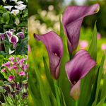 Calla Lily Velvet Luxe Mix Bulbs  1