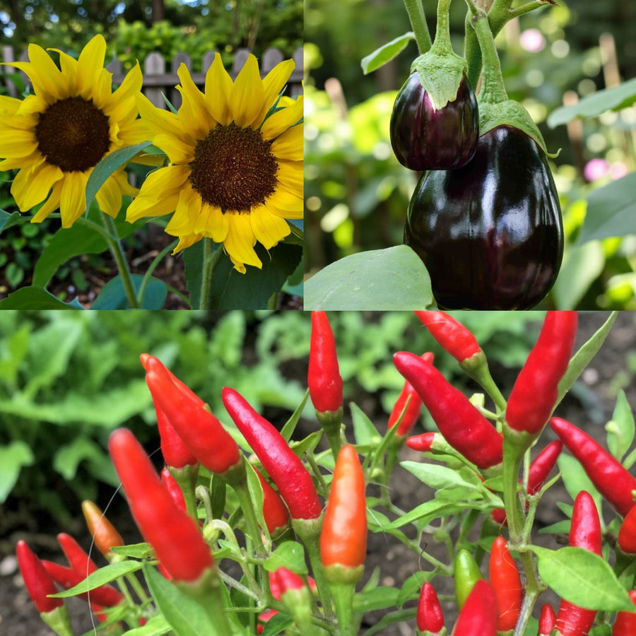 Sun and Spice Vegetable Collection  1