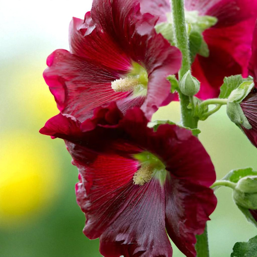 Red Hollyhock Alcea Rood Bare Root  3