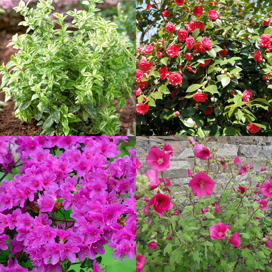 Hard To Kill Shrub Mix - Euonymus, Camellia Lady Campbell, Pink Azalea & Pink Lavatera  1