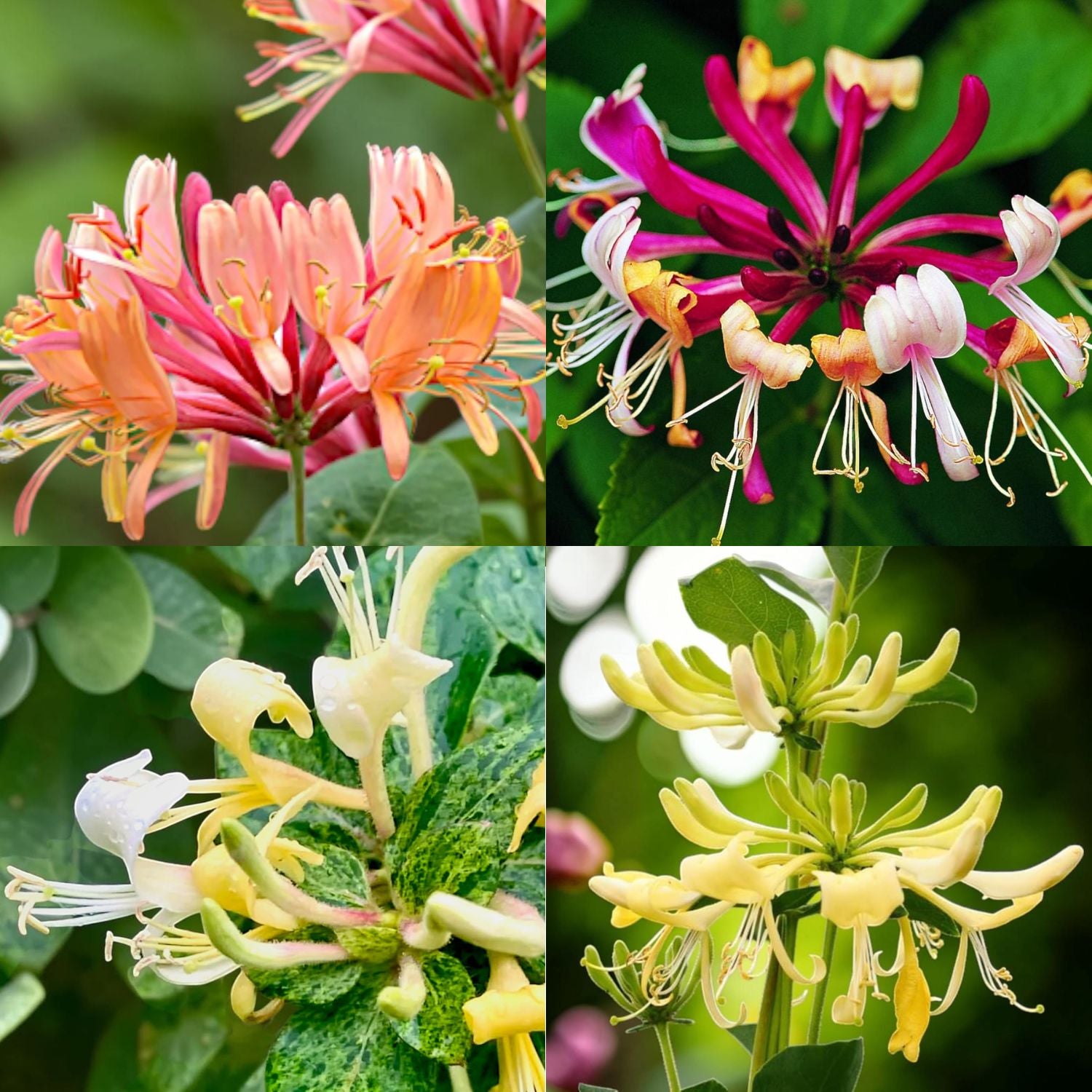 Lonicera Honeysuckle Plant Mix