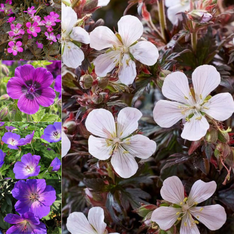 Hardy Geranium Perennial Plant Mix  1