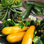 Courgette Mix Plants  1