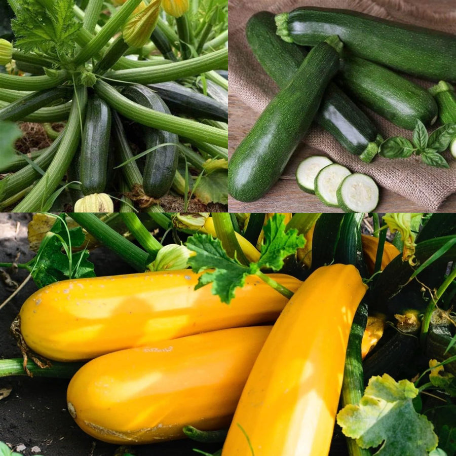 Courgette Mix Plants  1
