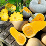 Squash Collection Mix  1