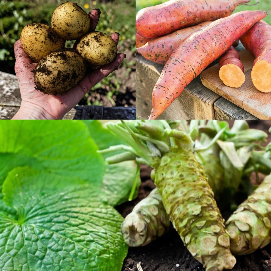 Root Vegetable Trio Plant Collection  1