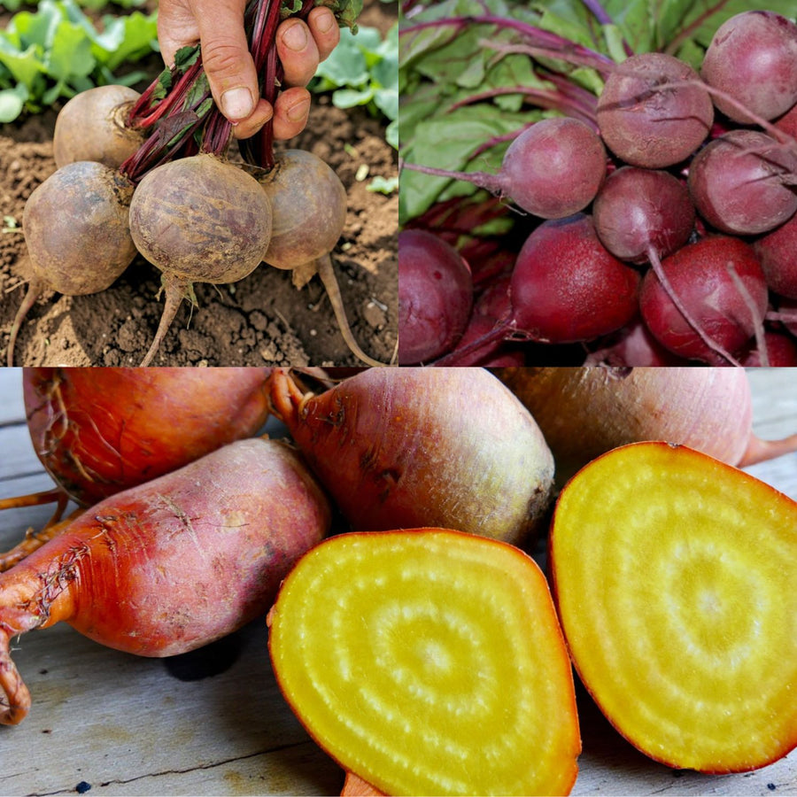 Beetroot Mix Collection  1