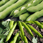 Broad Bean Mix Collection  1