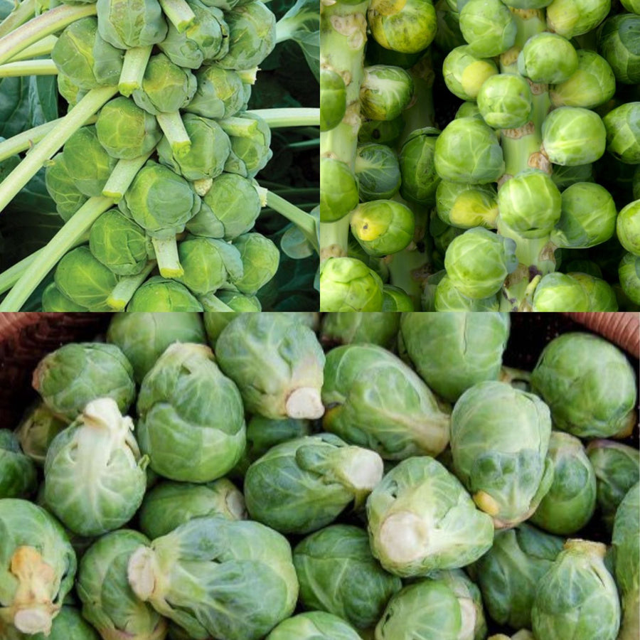 Brussels Sprout Mix Collection  1