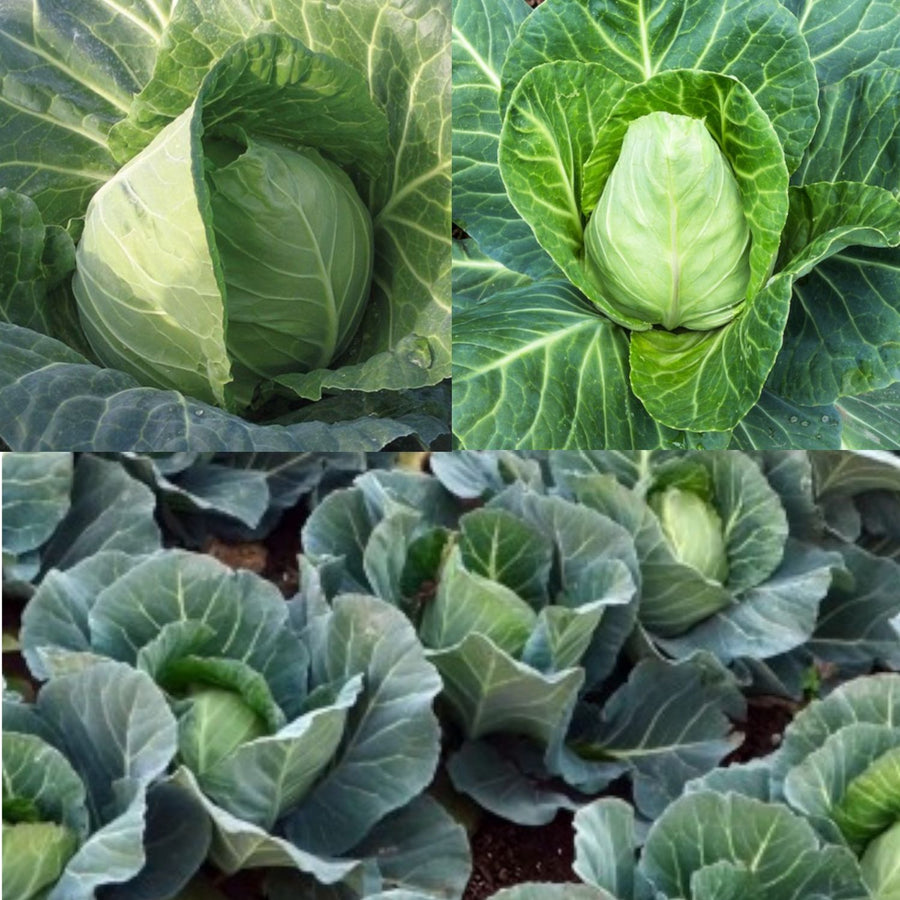 Cabbage Mix Collection  1