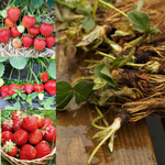 Strawberry Plants - Mix Bare Root  1