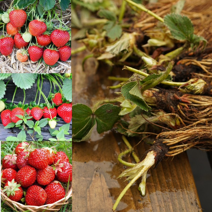 Strawberry Plants - Mix Bare Root  1
