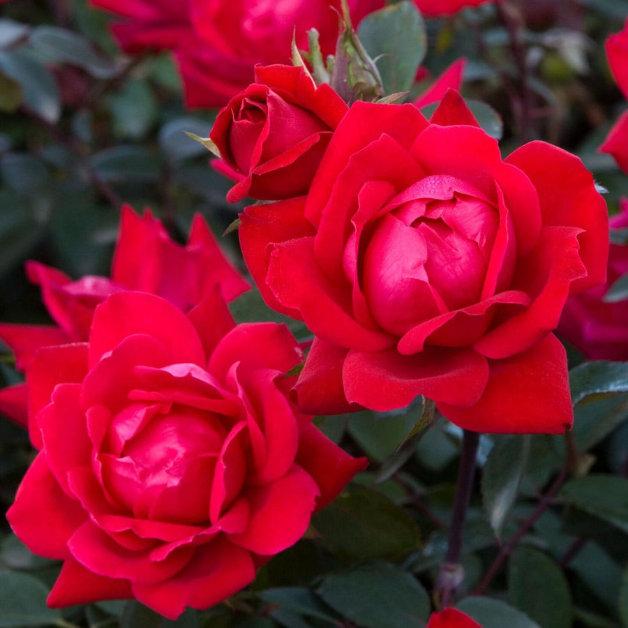 Ruby Wedding Rose Plant - 40th Wedding Anniversary Gift  1