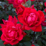 Ruby Wedding Bare Root Rose  1