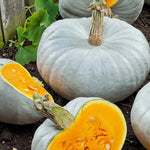 Squash Crown Prince F1  1