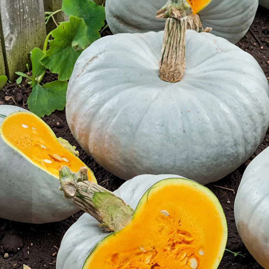 Squash Crown Prince F1  1