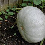 Squash Crown Prince F1  3