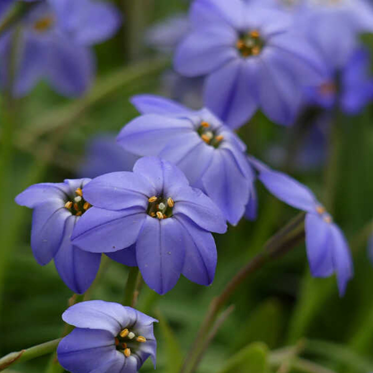 Starflower Ipheion Spring Bulbs Close-up of several Ipheion 'Jessie' starflowers with vivid violet-blue petals and golden-yellow stamens, growing among slender green leaves. 4