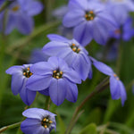 Starflower Ipheion Spring Bulbs Close-up of several Ipheion 'Jessie' starflowers with vivid violet-blue petals and golden-yellow stamens, growing among slender green leaves. 4