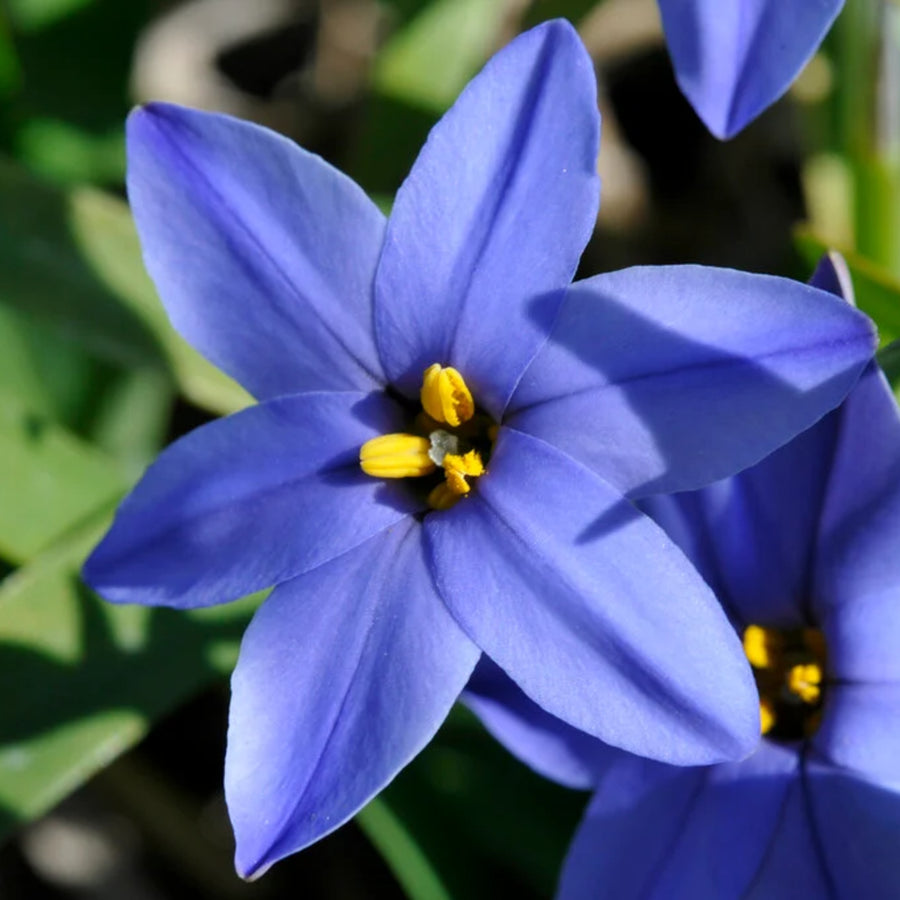 Starflower Ipheion Spring Bulbs Detailed view of a single Ipheion 'Jessie' bloom showcasing its deep blue star-shaped petals and contrasting yellow stamens at the centre. 1