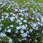 Starflower Ipheion Wisley Blue Spring Bulbs  2