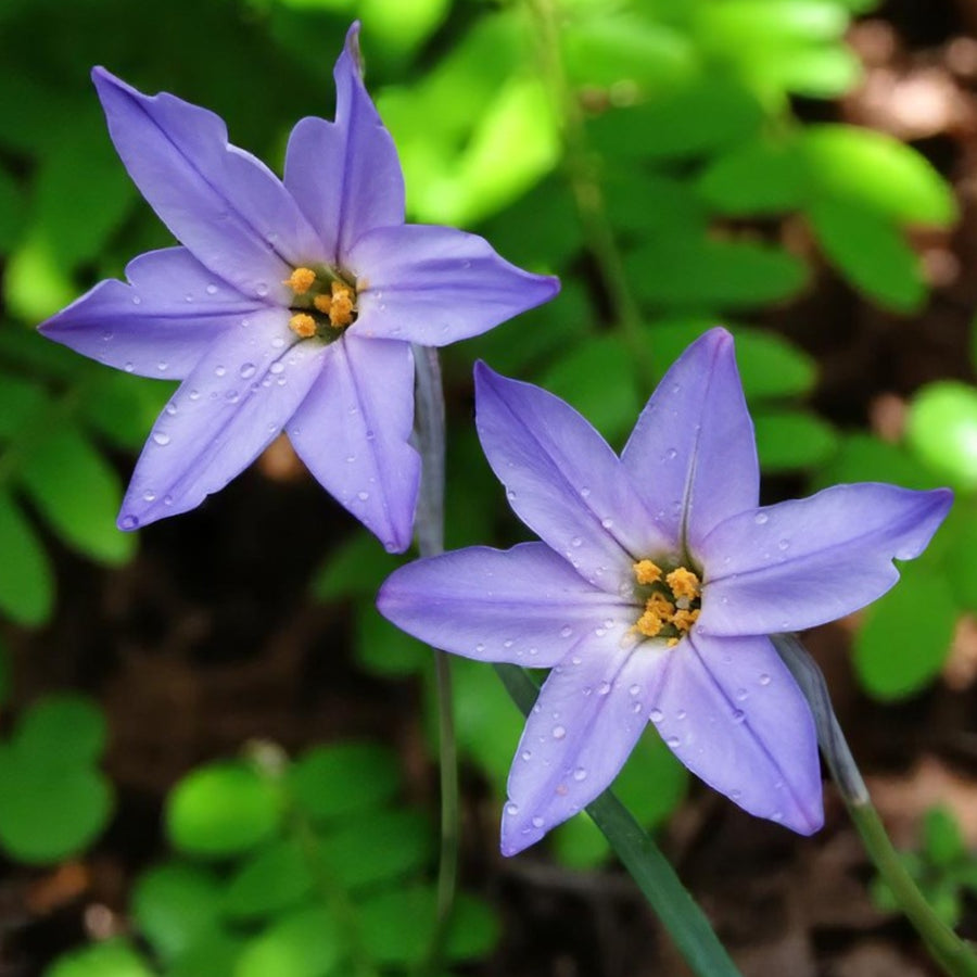 Starflower Ipheion Spring Bulbs Two Ipheion 'Jessie' flowers with light blue-lilac petals and orange-yellow stamens, glistening with droplets in soft garden light. 2