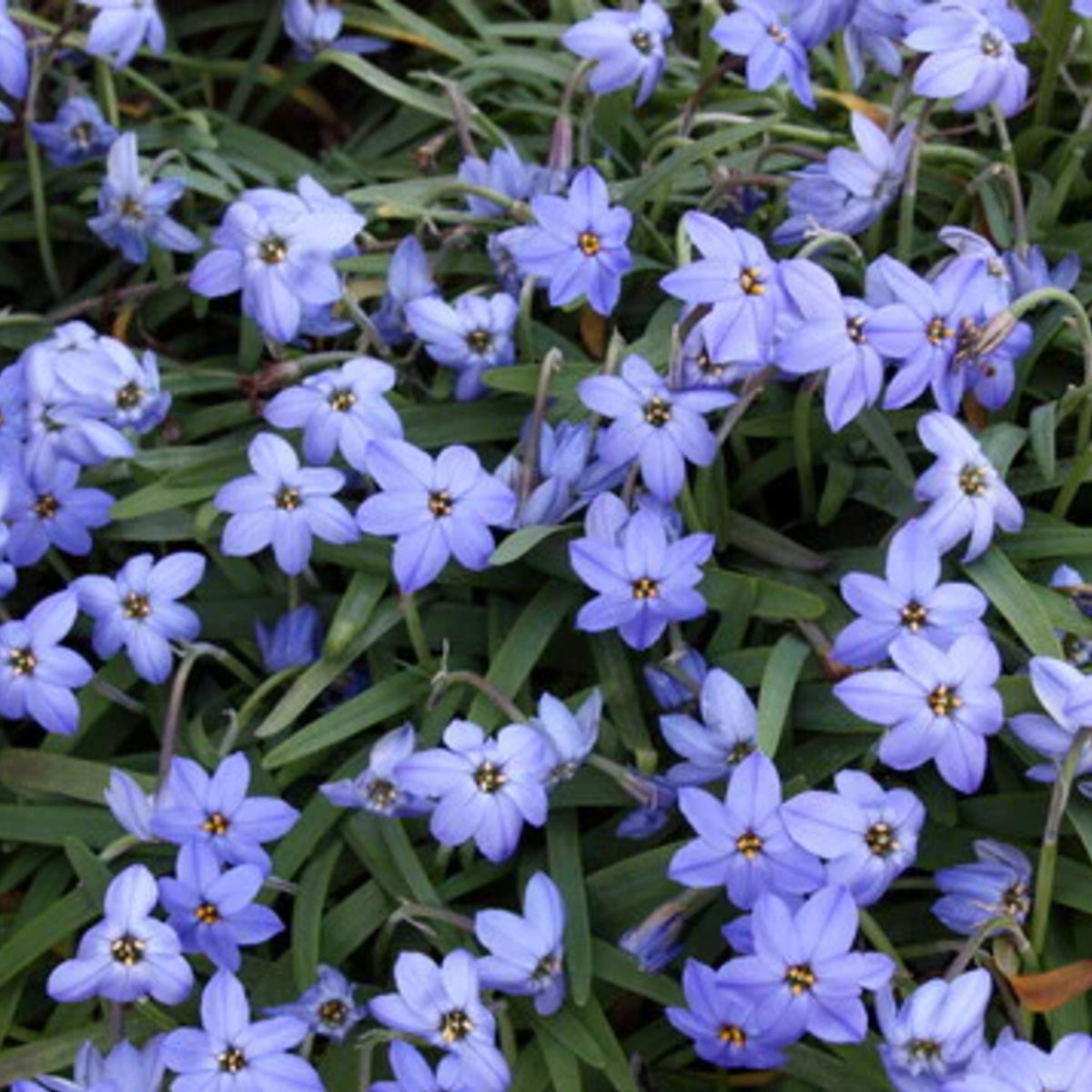 Starflower Ipheion Spring Bulbs A dense mat of Ipheion 'Jessie' in full flower, displaying a carpet of pale violet star-shaped blooms above grassy foliage. 5