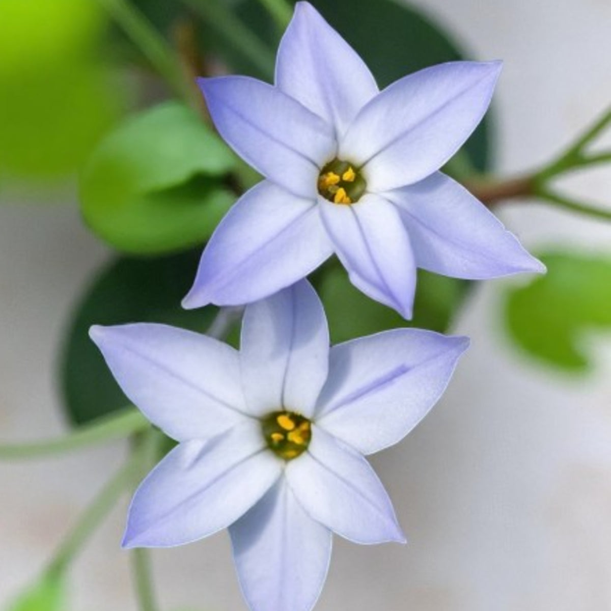 Starflower Ipheion Spring Bulbs Pair of Ipheion 'Wisley Blue' flowers with pale lavender petals and soft yellow centres, set against a blurred leafy background. 3