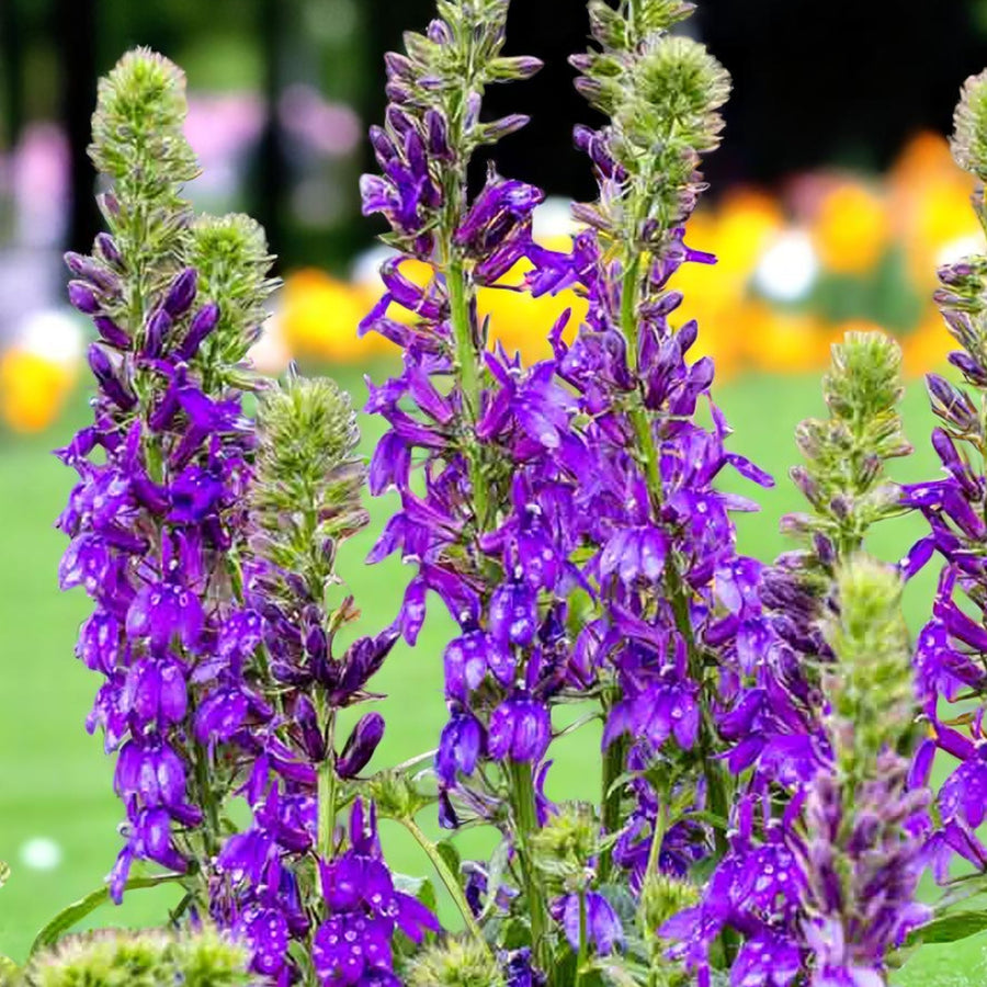 Lobelia Speciosa Purple lobelia flowers with blurred garden background.  4