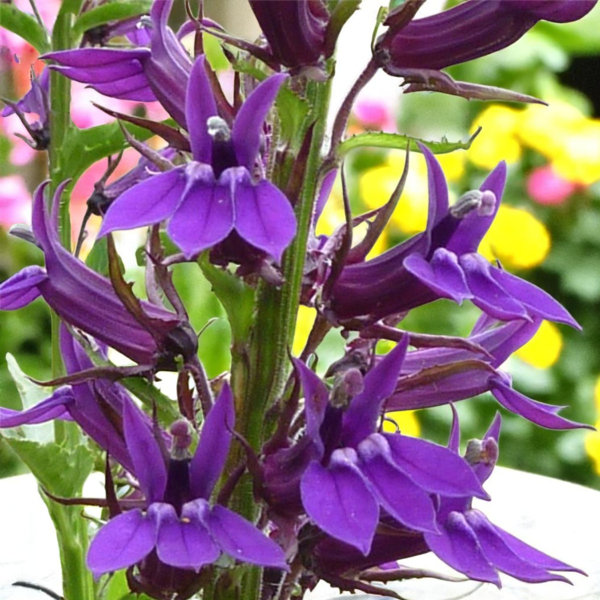 Lobelia Speciosa Close up of purple lobelia flowers with blurred garden background.  4