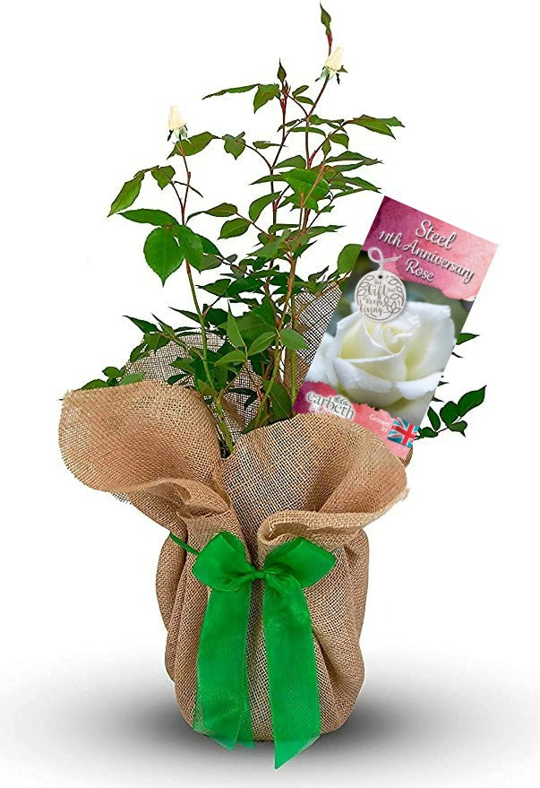 Steel 11th Wedding Anniversary Rose Bush Gift Wrapped Steel 11th Rose 1