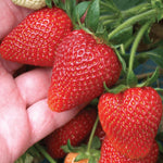 Strawberry Plants  4