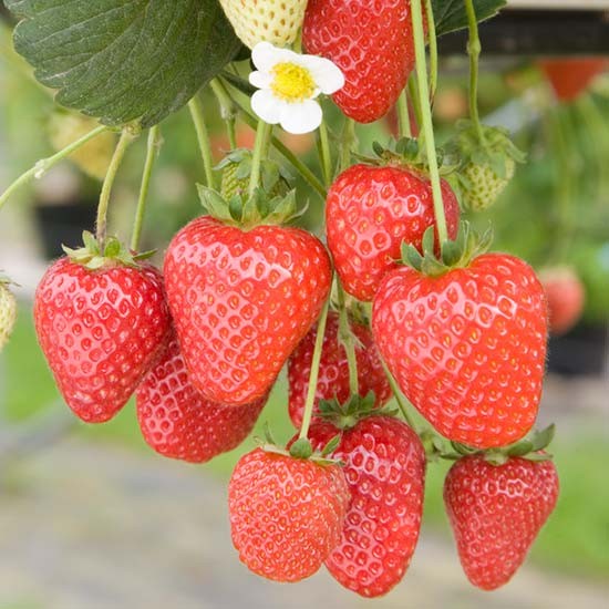 Strawberry Bare Root Plants Strawberry-Buddy 2