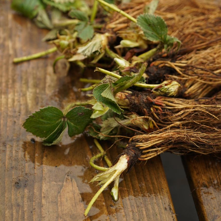 Strawberry Plants - Mix Bare Root  2