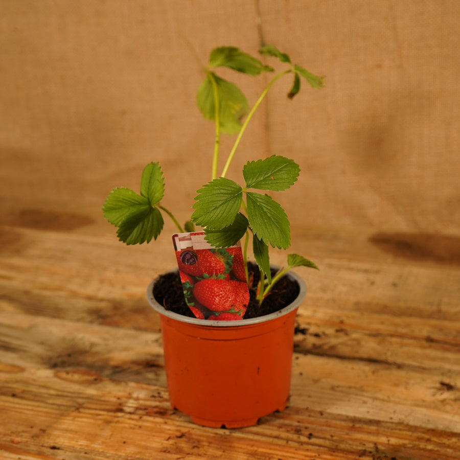 Strawberry Elsanta Plants  4