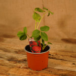 Strawberry Red Gauntlet Plant  4