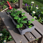 Strawberry Red Gauntlet Plant  3