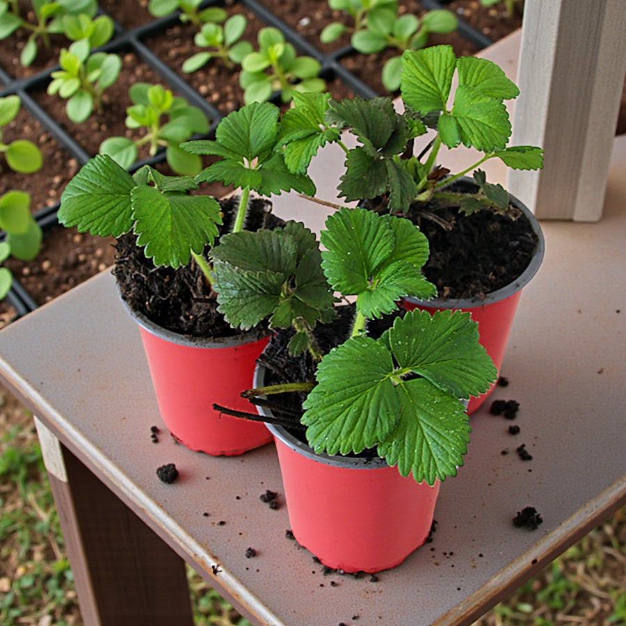 Strawberry Elsanta Plants  2