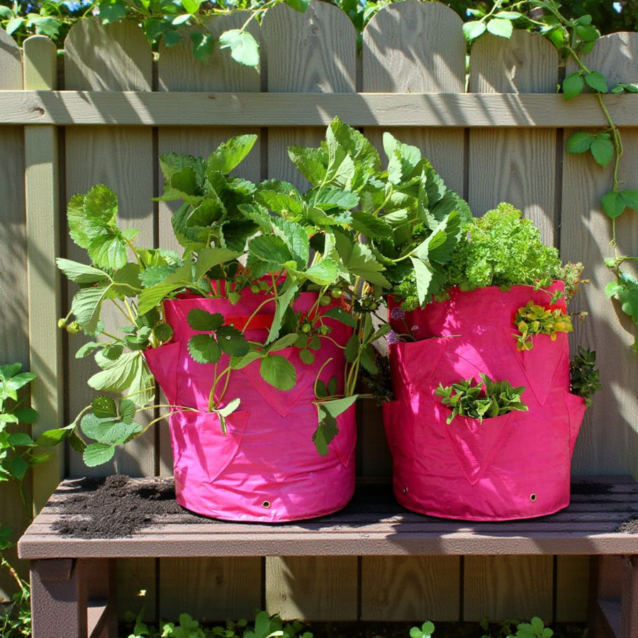 Fruit & Herb Patio Planter  1