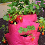 Fruit & Herb Patio Planter  2