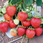 Strawberry Plants  12