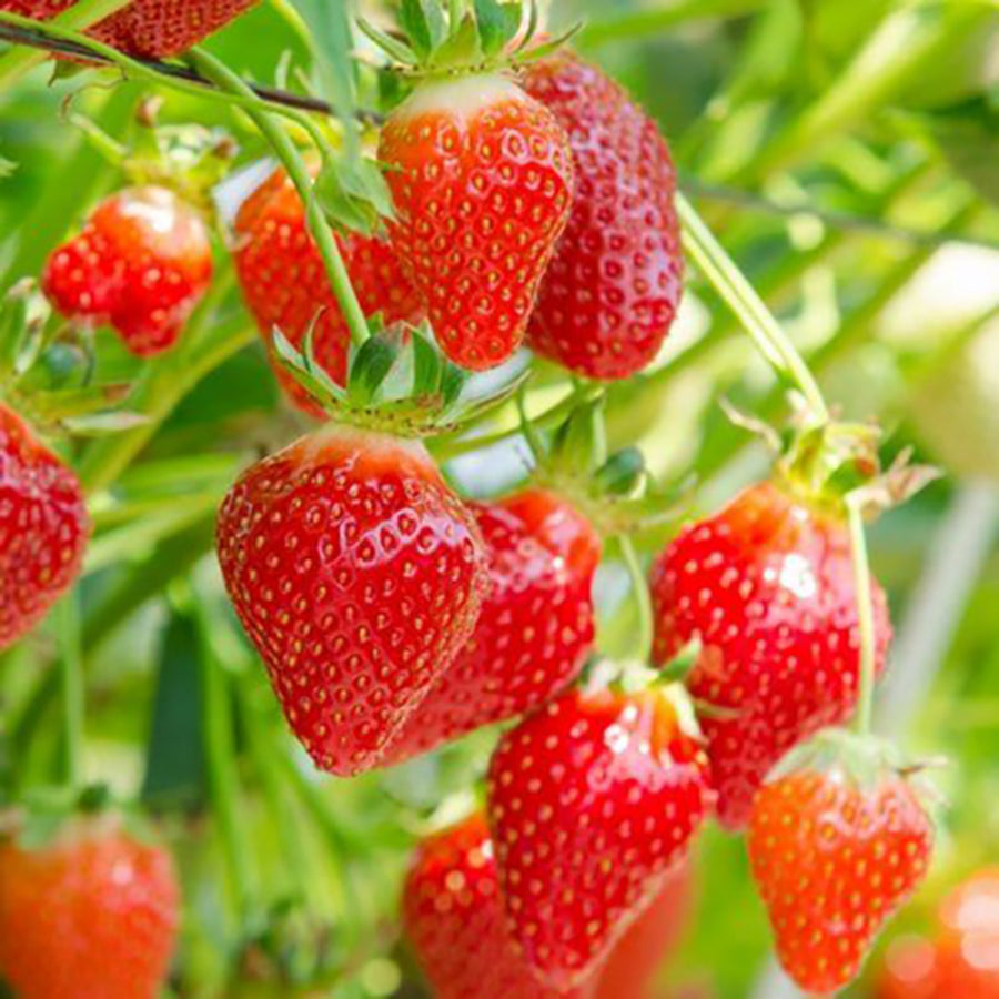 Strawberry Plants  1