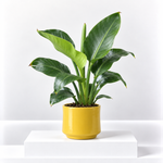 Strelitzia Bird of Paradise Indor Plant  1