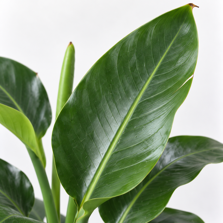 Strelitzia Bird of Paradise Indor Plant  3