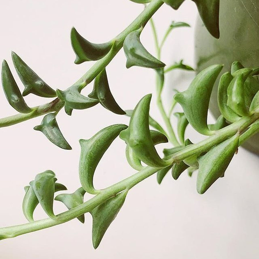 Senecio Peregrinus 'String of Dolphins' String-of-Dolphins-2-e1615972515688 4