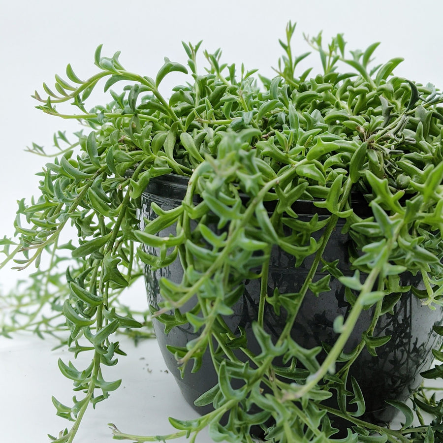 Senecio Peregrinus 'String of Dolphins' String-of-Dolphins 6