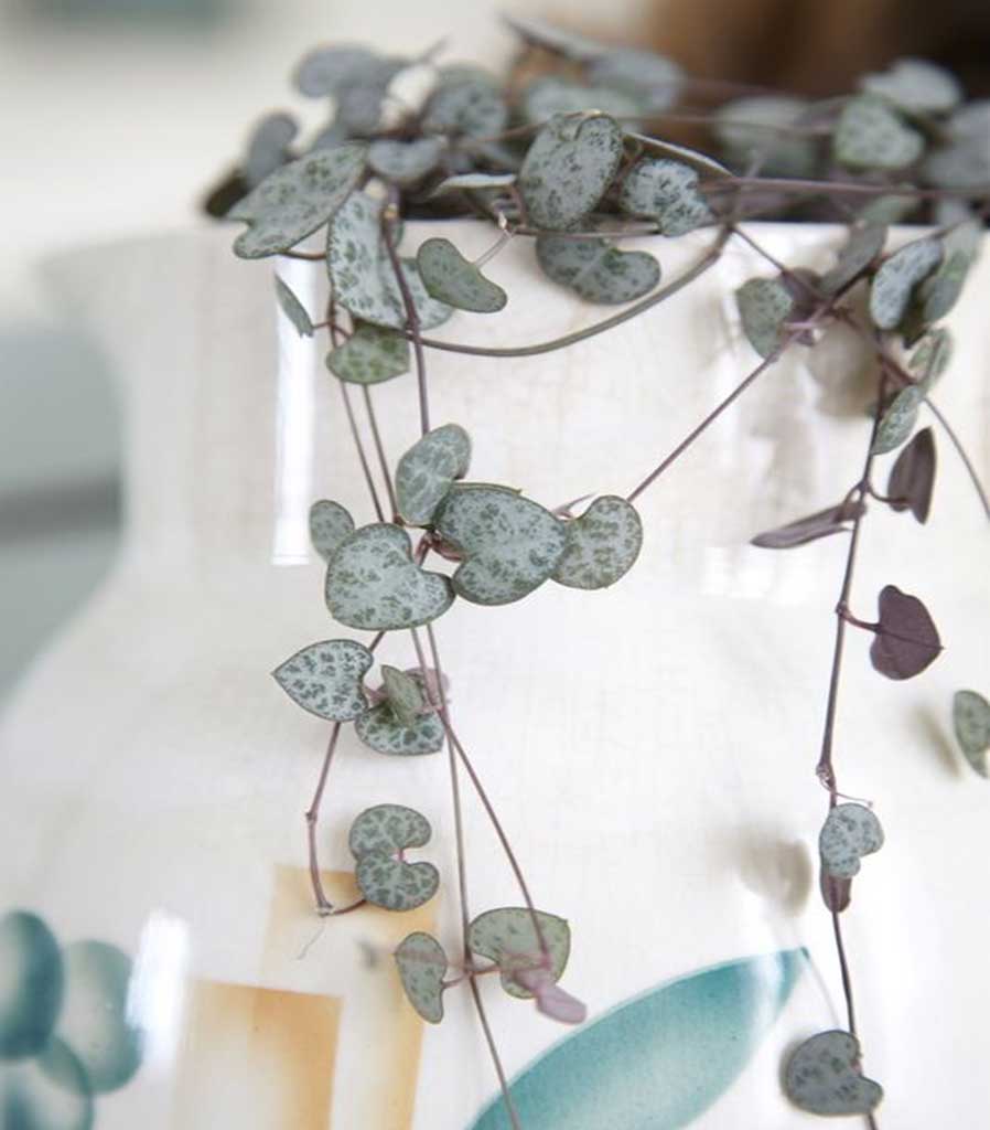 String of Hearts Plant - Ceropegia Linearis Woodii String-of-hearts 4
