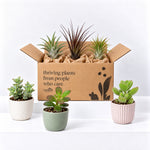 Succulent & Air Plant Mix  1