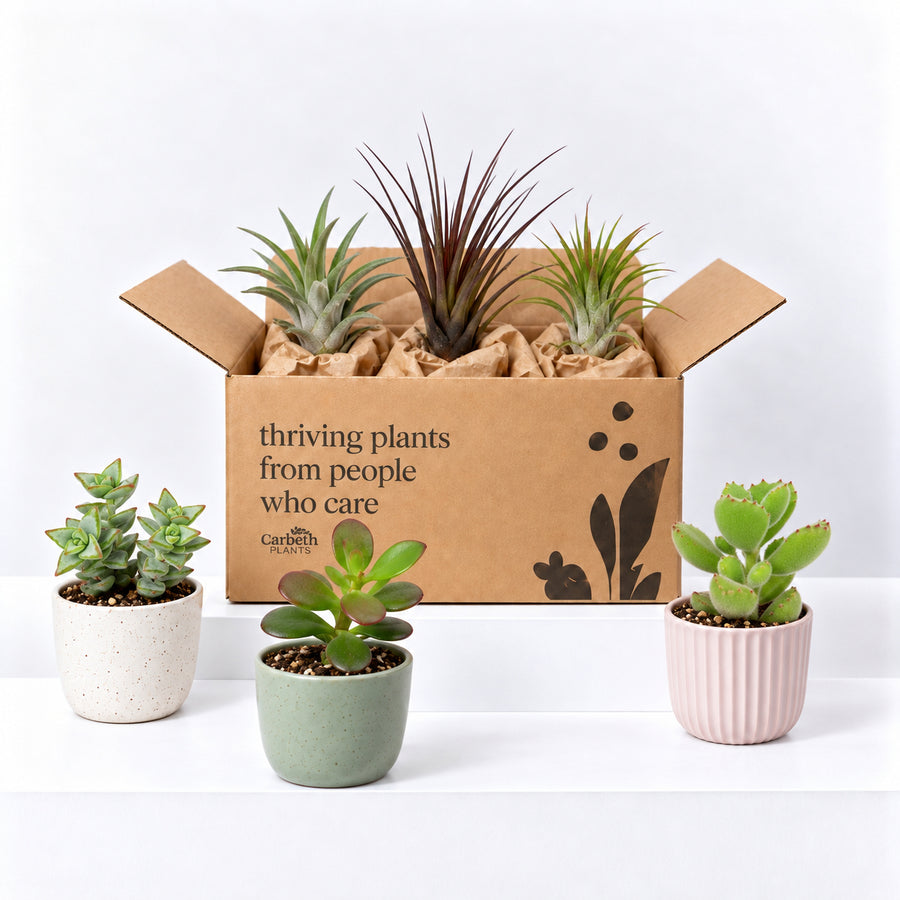 Succulent & Air Plant Mix  1