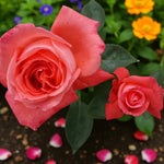 Super Star Bare Root Rose  2